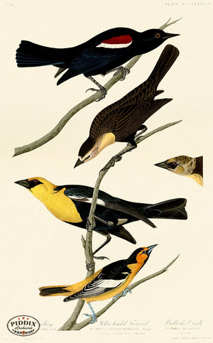 Pdxc20924 -- Audubon Yellow-Headed Troopial Color Illustration