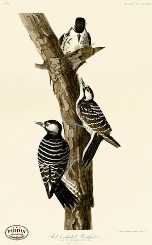 Pdxc20925 -- Audubon Red-Cockaded Woodpecker Color Illustration