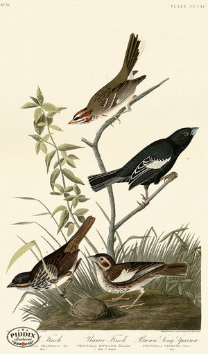 Pdxc20926 -- Audubon Prairie Finch Color Illustration