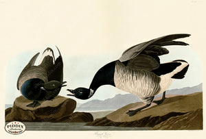 Pdxc20927 -- Audubon Brant Goose Color Illustration