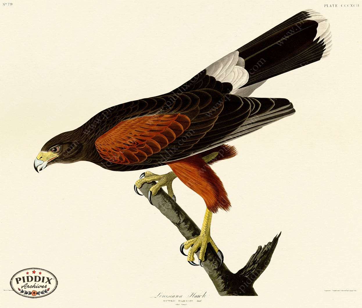 Pdxc20928 -- Audubon Louisiana Hawk Color Illustration