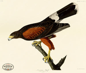 Pdxc20928 -- Audubon Louisiana Hawk Color Illustration