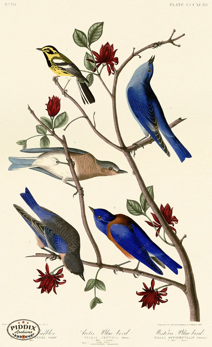Pdxc20929 -- Audubon Arctic Blue-Bird Color Illustration