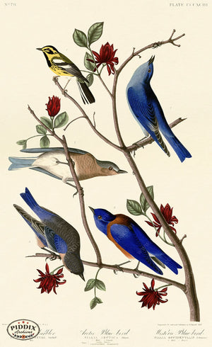 Pdxc20929 -- Audubon Arctic Blue-Bird Color Illustration