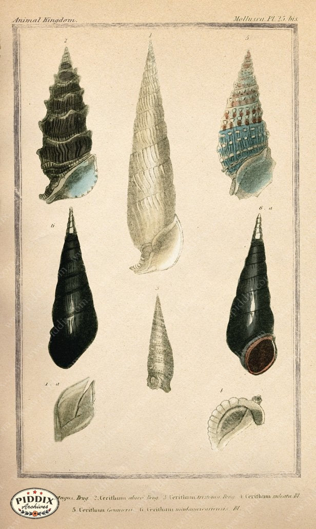 Pdxc2092B -- Seashells Color Illustration