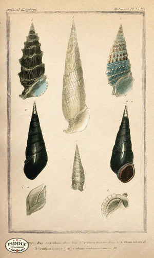 Pdxc2092B -- Seashells Color Illustration