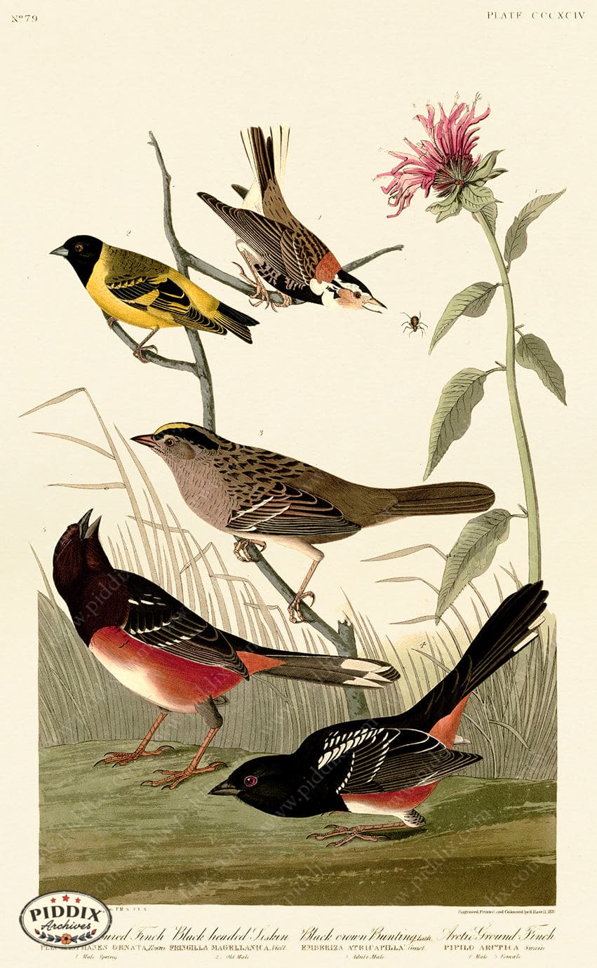 Pdxc20930 -- Audubon Chestnut-Coloured Finch Color Illustration