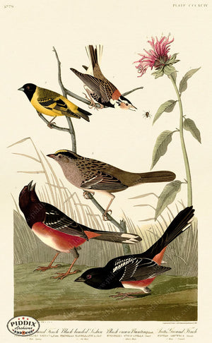 Pdxc20930 -- Audubon Chestnut-Coloured Finch Color Illustration