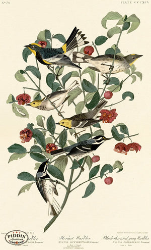 Pdxc20931 -- Audubons Warbler Color Illustration