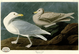 Pdxc20932 -- Audubon Burgomaster Gull Color Illustration