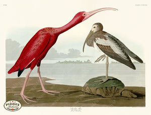 Pdxc20933 -- Audubon Scarlet Ibis Color Illustration