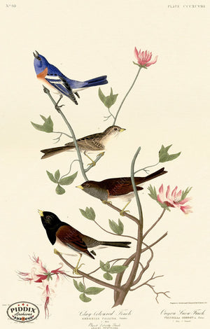 Pdxc20934 -- Audubon Lazuli Finch Color Illustration