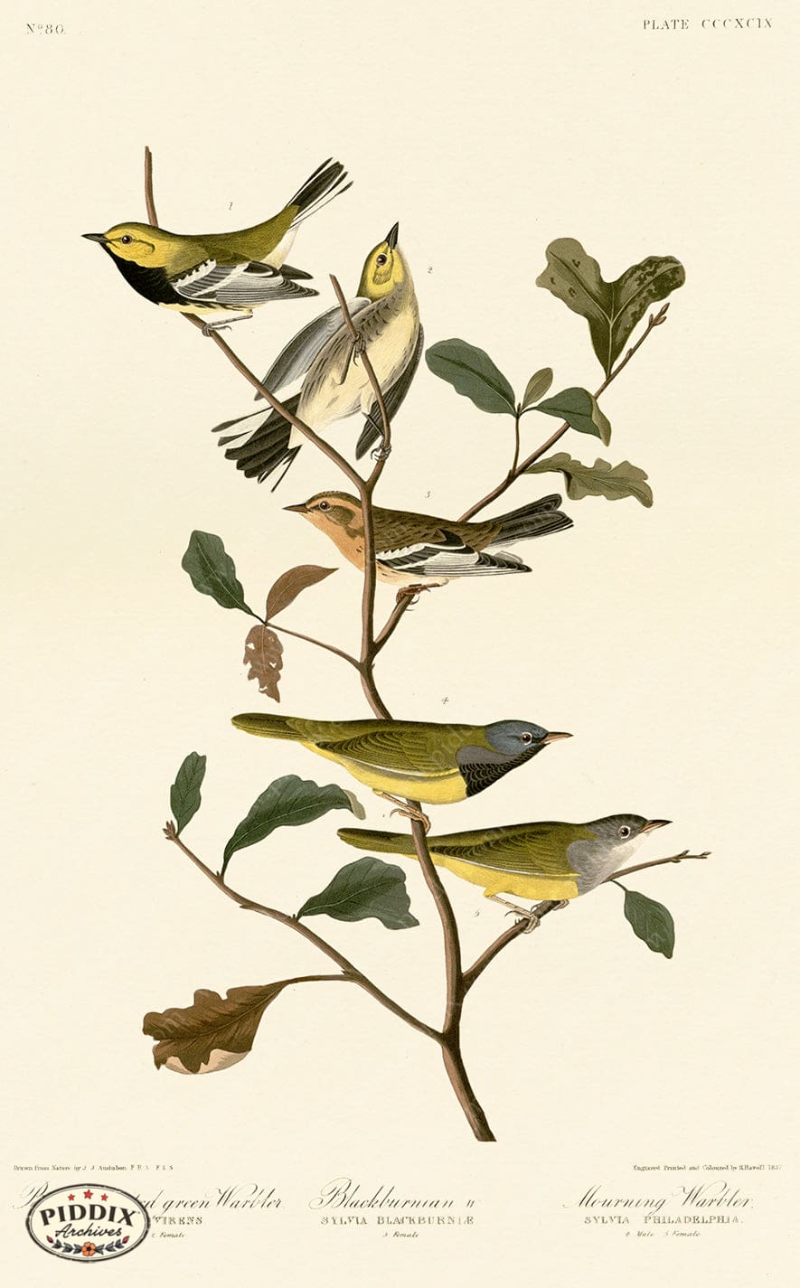 Pdxc20935 -- Audubon Black-Throated Green Warbler Color Illustration