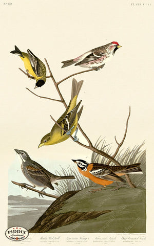 Pdxc20936 -- Audubon Townsends Finch Color Illustration