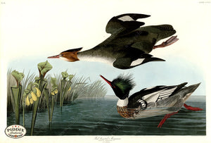 Pdxc20937 -- Audubon Red-Breasted Merganser Color Illustration
