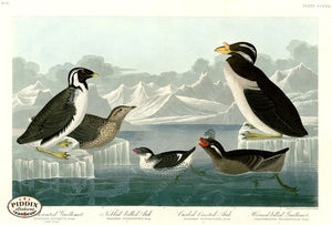 Pdxc20938 -- Audubon Horned-Billed Guillemot Color Illustration