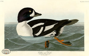 Pdxc20939 -- Audubon Golden-Eye Duck Color Illustration