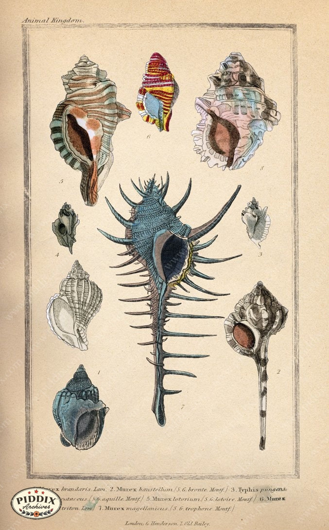 Pdxc2093D -- Seashells Color Illustration