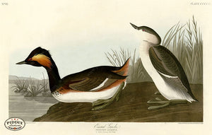 Pdxc20940 -- Audubon Golden-Eye Duck Color Illustration