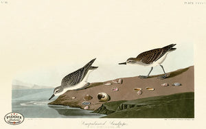 Pdxc20941 -- Audubon Semipalmated Sandpiper Color Illustration
