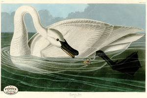 Pdxc20942 -- Audubon Trumpeter Swan Color Illustration