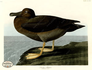 Pdxc20943 -- Audubon Dusky Albatros Color Illustration