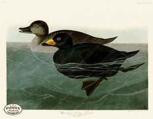 Pdxc20944 -- Audubon American Scoter Duck Color Illustration