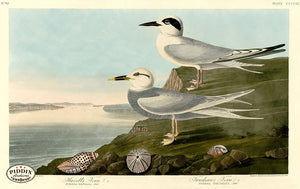 Pdxc20945 -- Audubon Trudeaus Tern Color Illustration