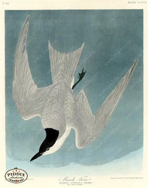 Pdxc20946 -- Audubon Marsh Tern Color Illustration