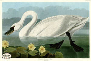 Pdxc20947 -- Audubon Common American Swan Color Illustration