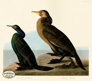 Pdxc20948 -- Audubon Violet-Green Cormorant Color Illustration