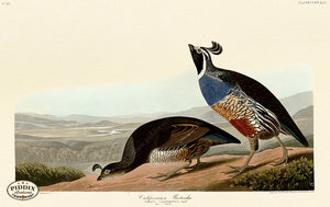 Pdxc20949 -- Audubon California Partridge Color Illustration