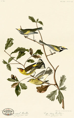 Pdxc20950 -- Audubon Cape May Warbler Color Illustration