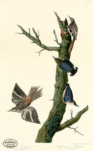 Pdxc20951 -- Audubon Californian Nuthatch Color Illustration