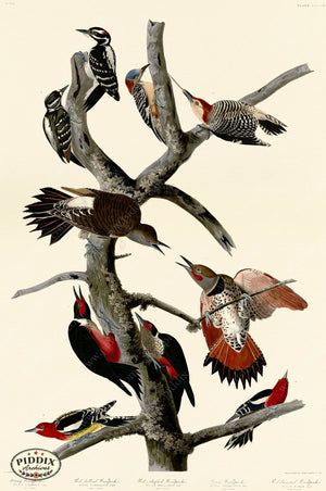 Pdxc20952 -- Audubon Red-Breasted Woodpecker Color Illustration