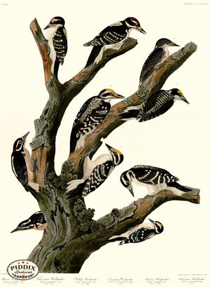 Pdxc20953 -- Audubons Woodpecker Color Illustration