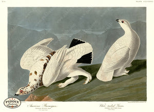 Pdxc20954 -- Audubon White-Tailed Grous Color Illustration
