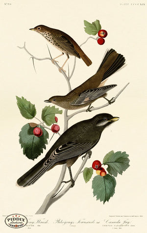 Pdxc20955 -- Audubon Little Tawny Thrush Color Illustration