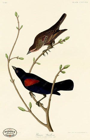 Pdxc20956 -- Audubon Prairie Starling Color Illustration