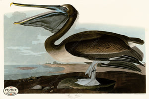 Pdxc20957 -- Audubon Brown Pelican Color Illustration