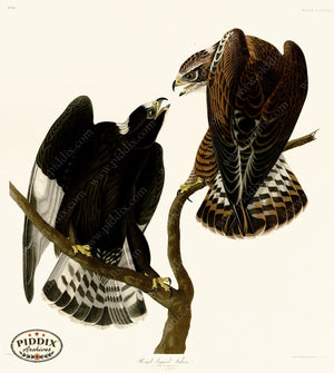 Pdxc20958 -- Audubon Rough-Legged Falcon Color Illustration