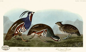 Pdxc20959 -- Audubon Plumed Partridge Color Illustration