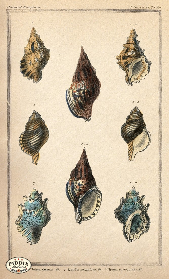 Pdxc2095B -- Seashells Color Illustration