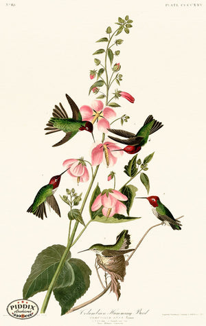 Pdxc20961 -- Audubon Columbian Humming Bird Color Illustration