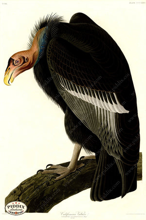 Pdxc20962 -- Audubon Californian Vulture Color Illustration