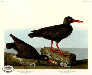 Pdxc20963 -- Audubon Slender-Billed Oyster-Catcher Color Illustration