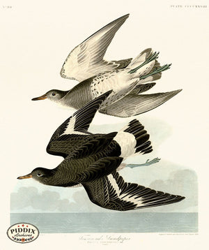 Pdxc20964 -- Audubon Townsends Sandpiper Color Illustration