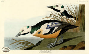 Pdxc20965 -- Audubon Western Duck Color Illustration