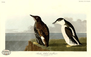 Pdxc20966 -- Audubon Slender-Billed Guillemot Color Illustration