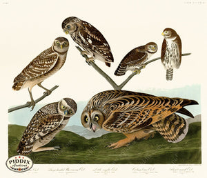 Pdxc20968 -- Audubon Slender-Billed Guillemot Color Illustration